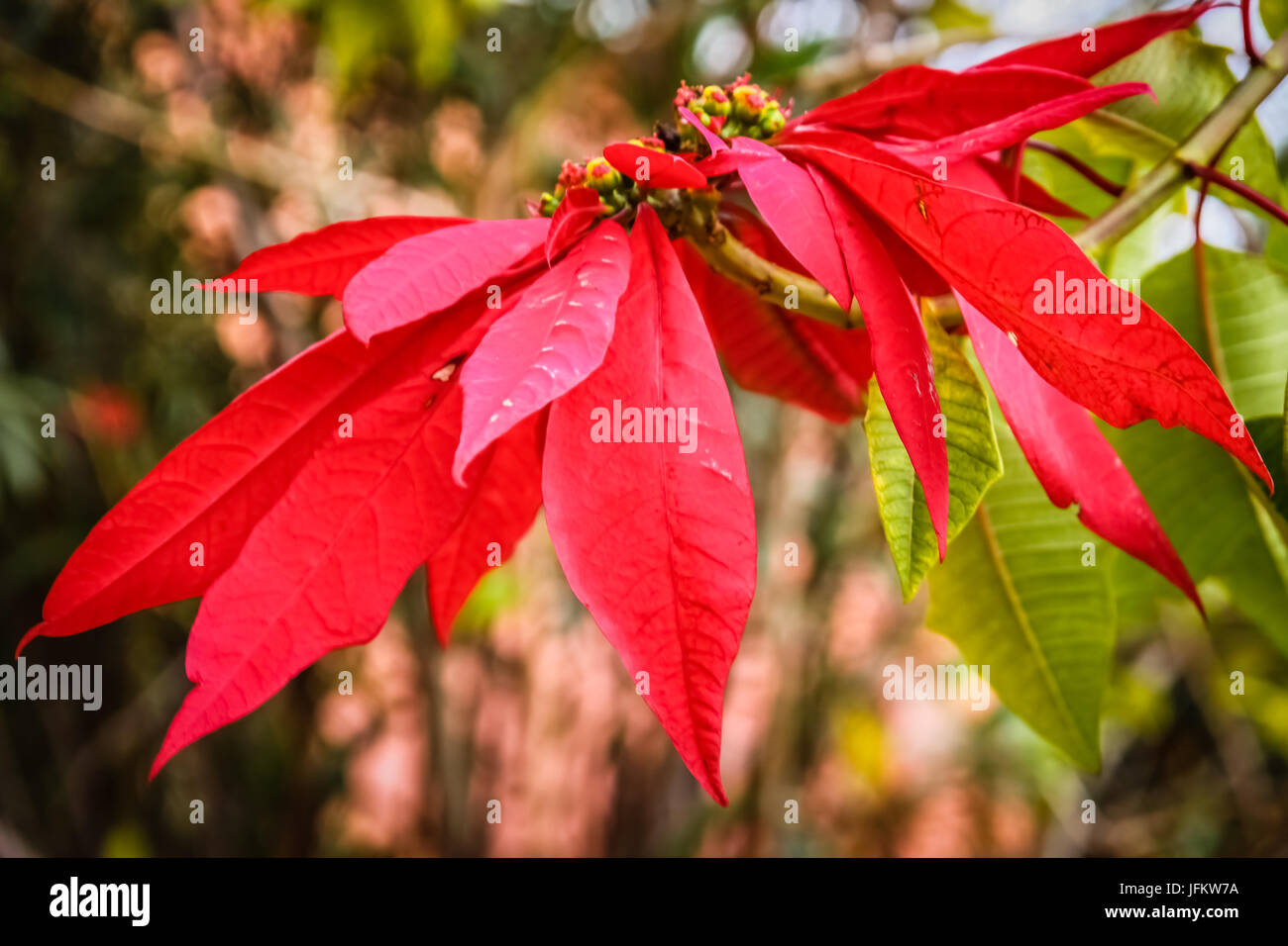 Red tropical Madagascar flower Stock Photo Alamy
