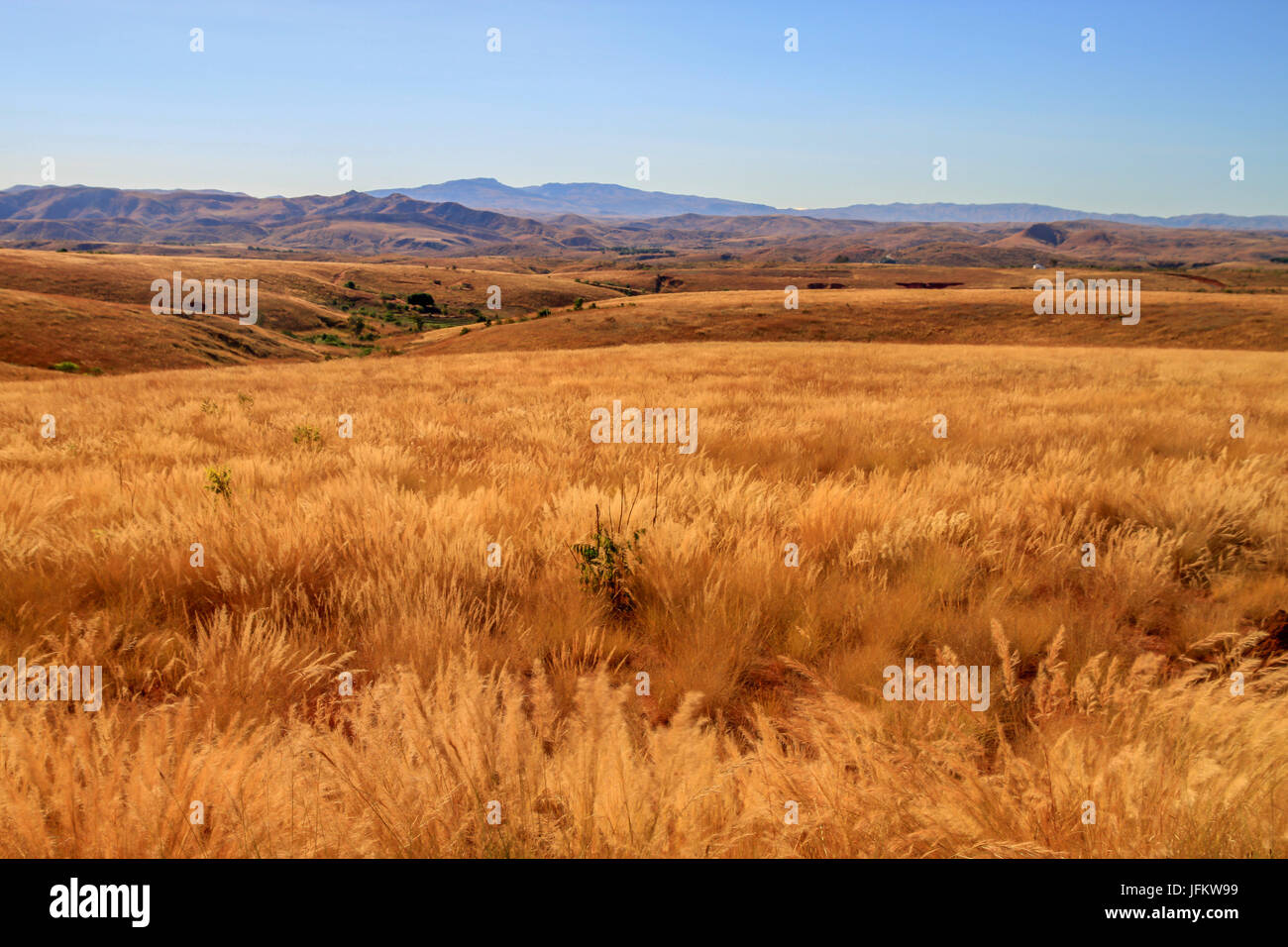 Madagascar dry grassland Stock Photo Alamy