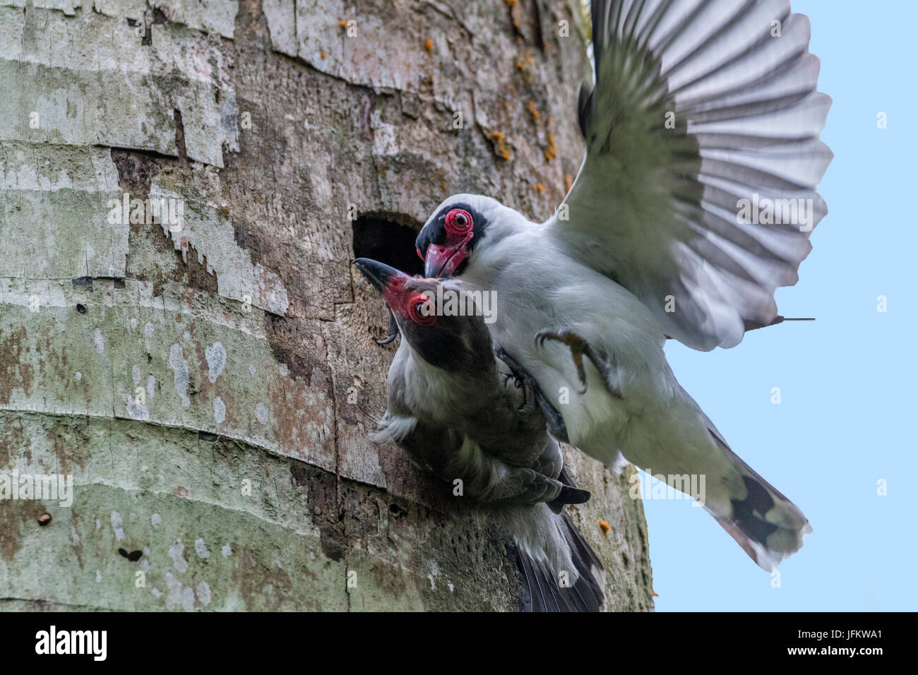 Masked Tityras fighting in a tree Stock Photo