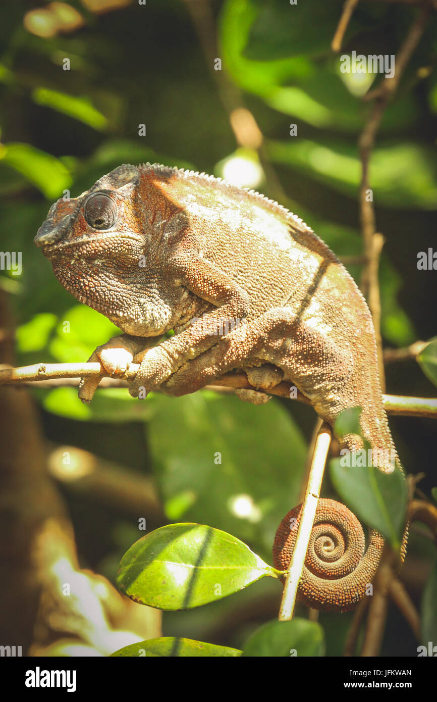 Small chameleon from Madagascar Stock Photo