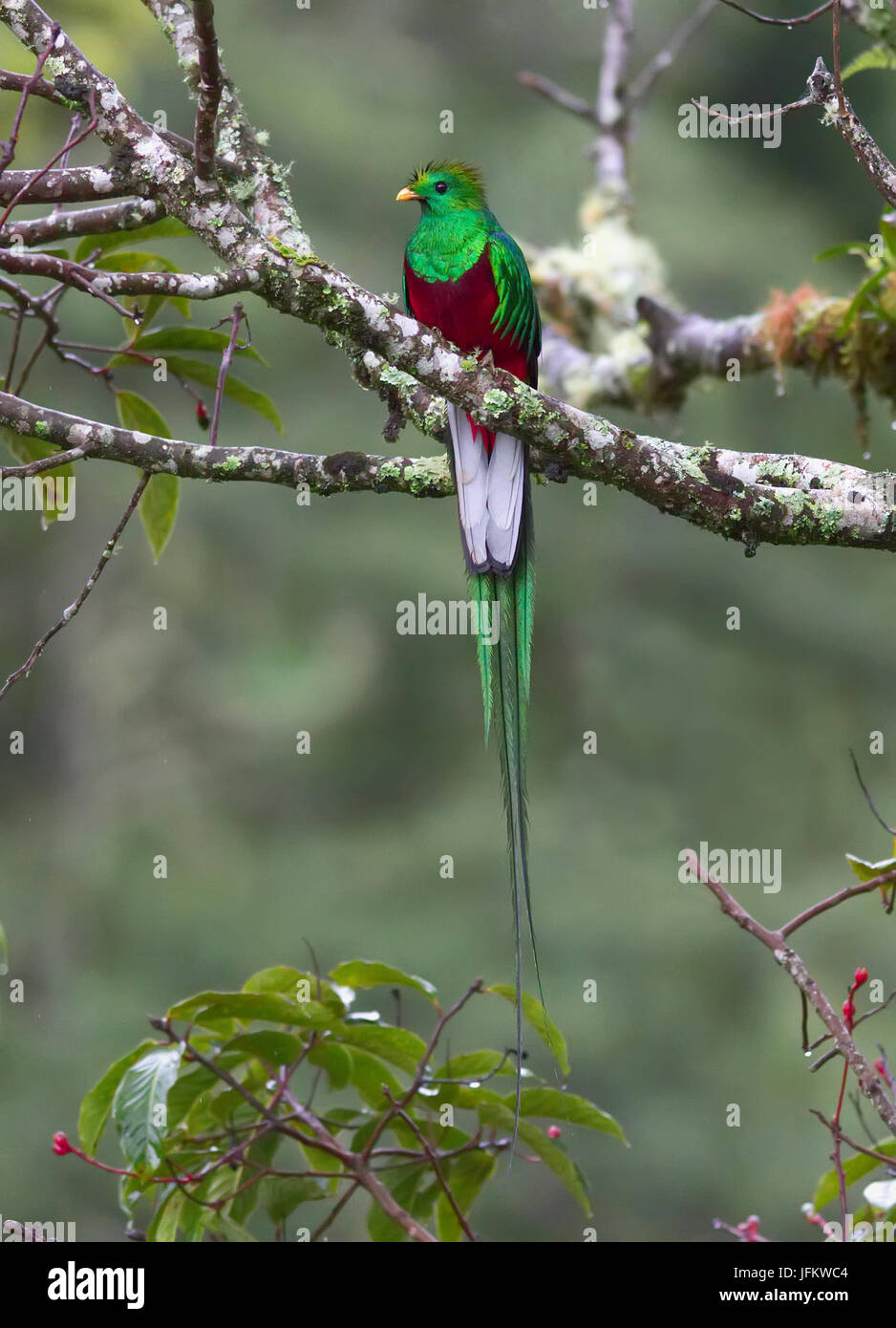 Resplendent Quetzal perched on a branch with long tail showing Stock Photo