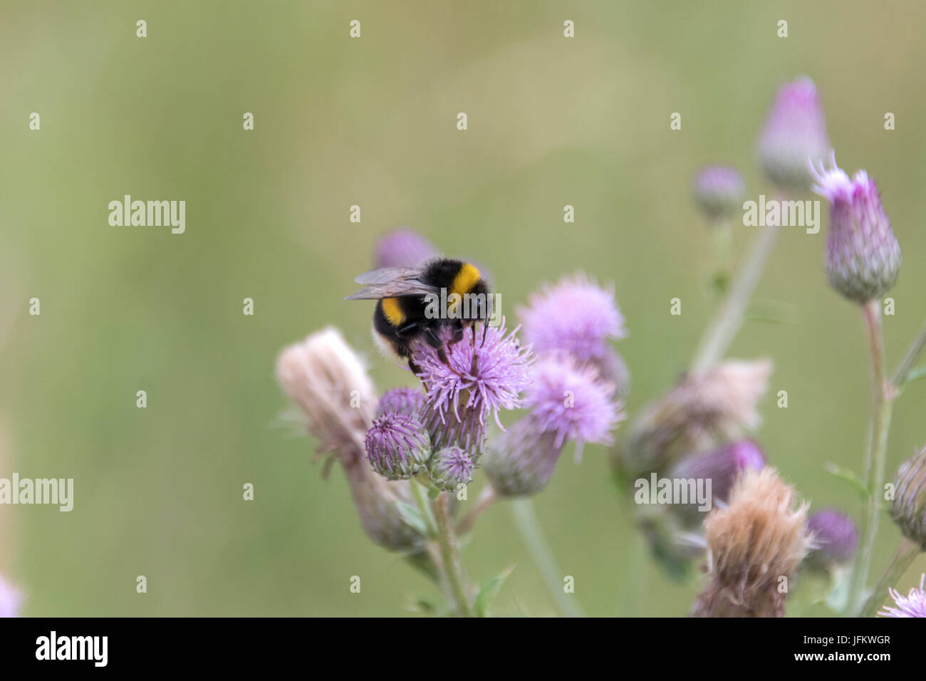 Bumblebee pollinating pink and purple flowers Stock Photo