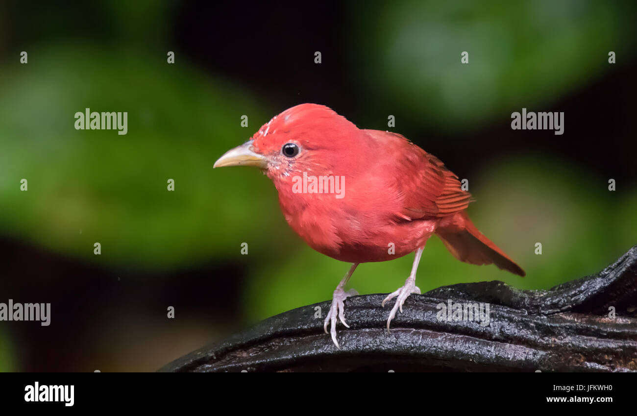 Male Summer Tanager perched on a branch Stock Photo