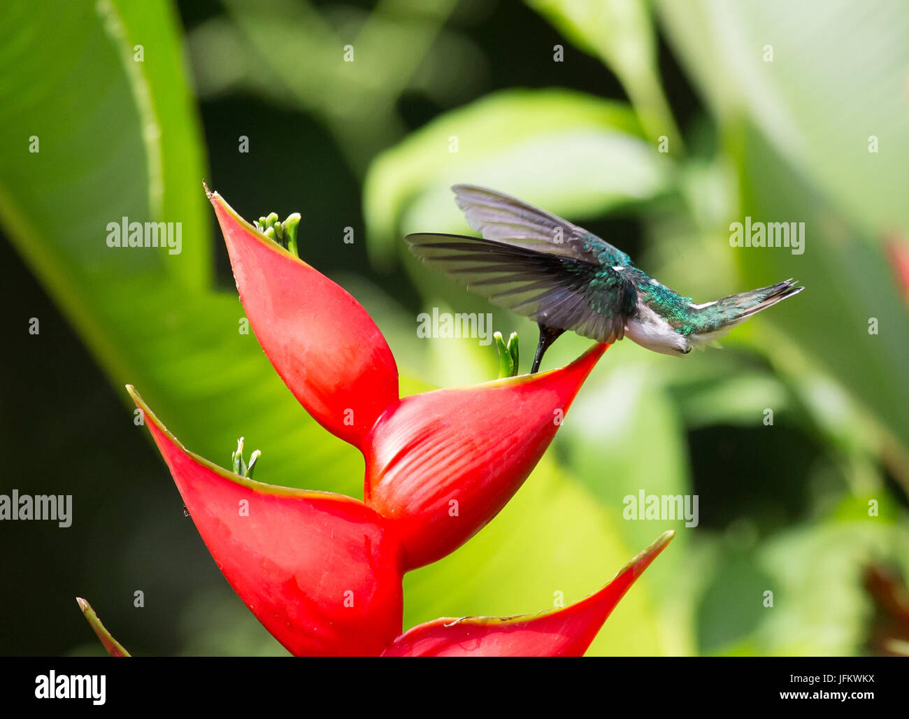 White-necked Jacobin Hummingbird drinking nectar from a Heliconia flower Stock Photo
