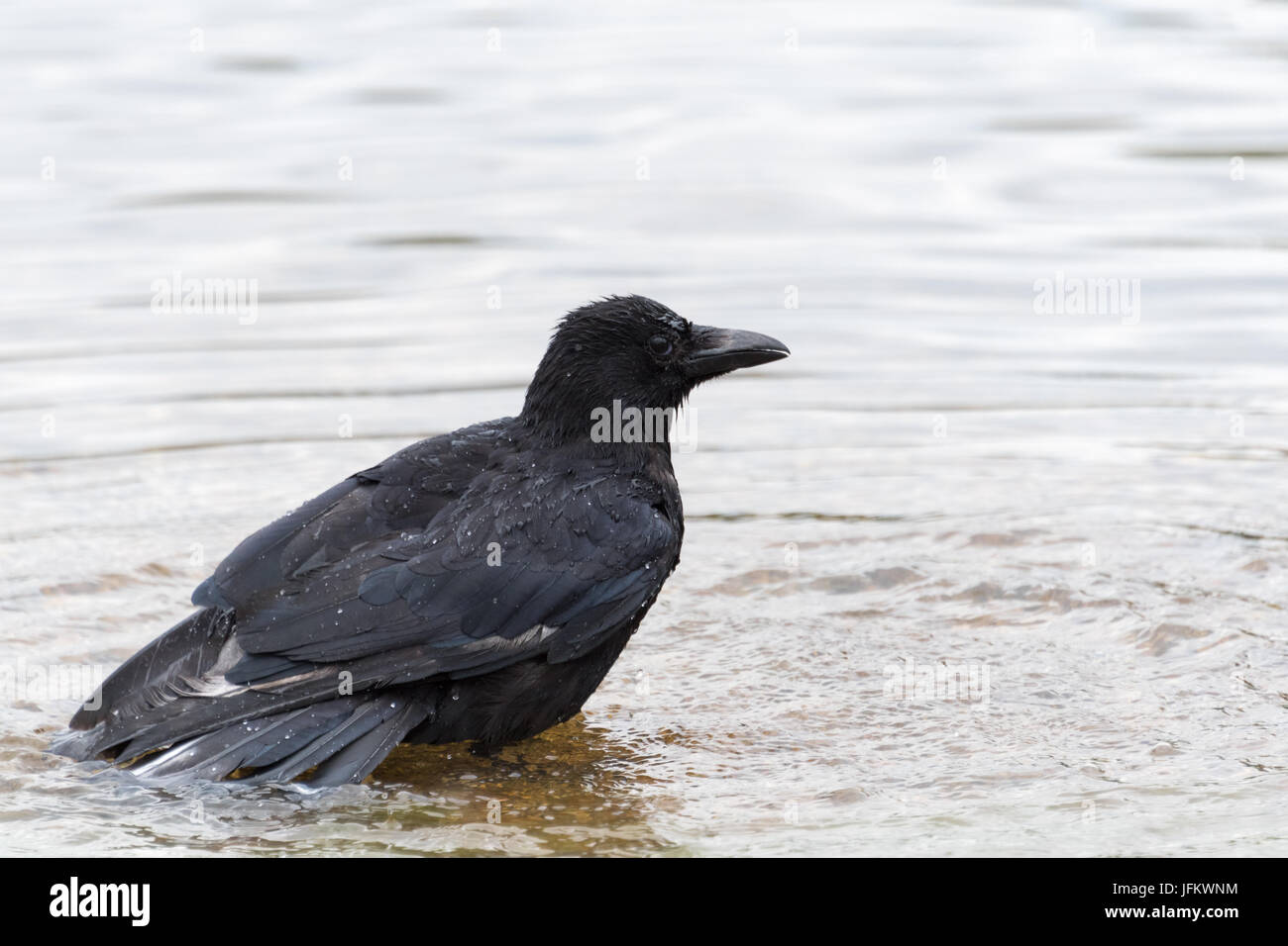 Crow having a bath Stock Photo
