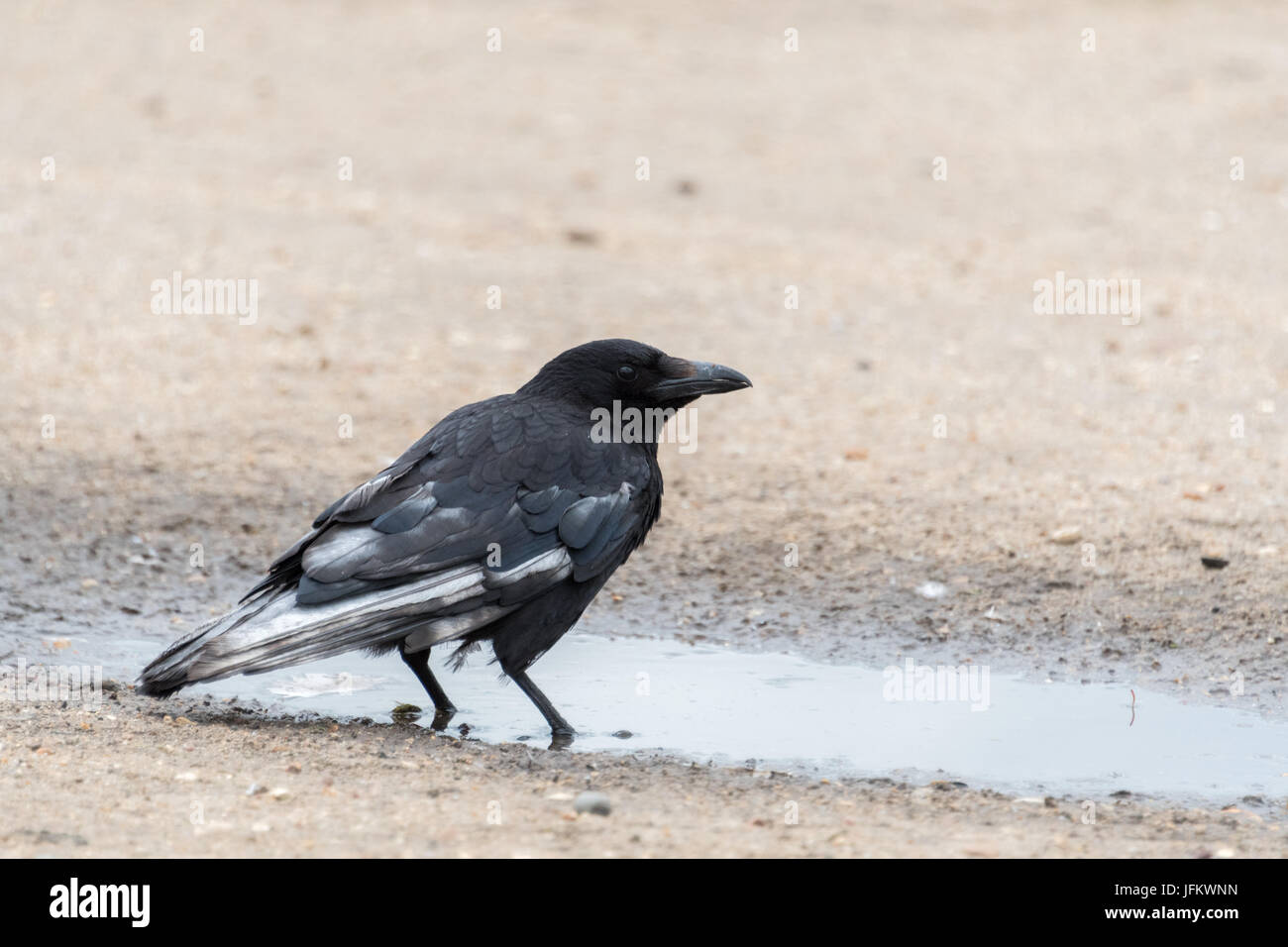 Crow drinking Stock Photo