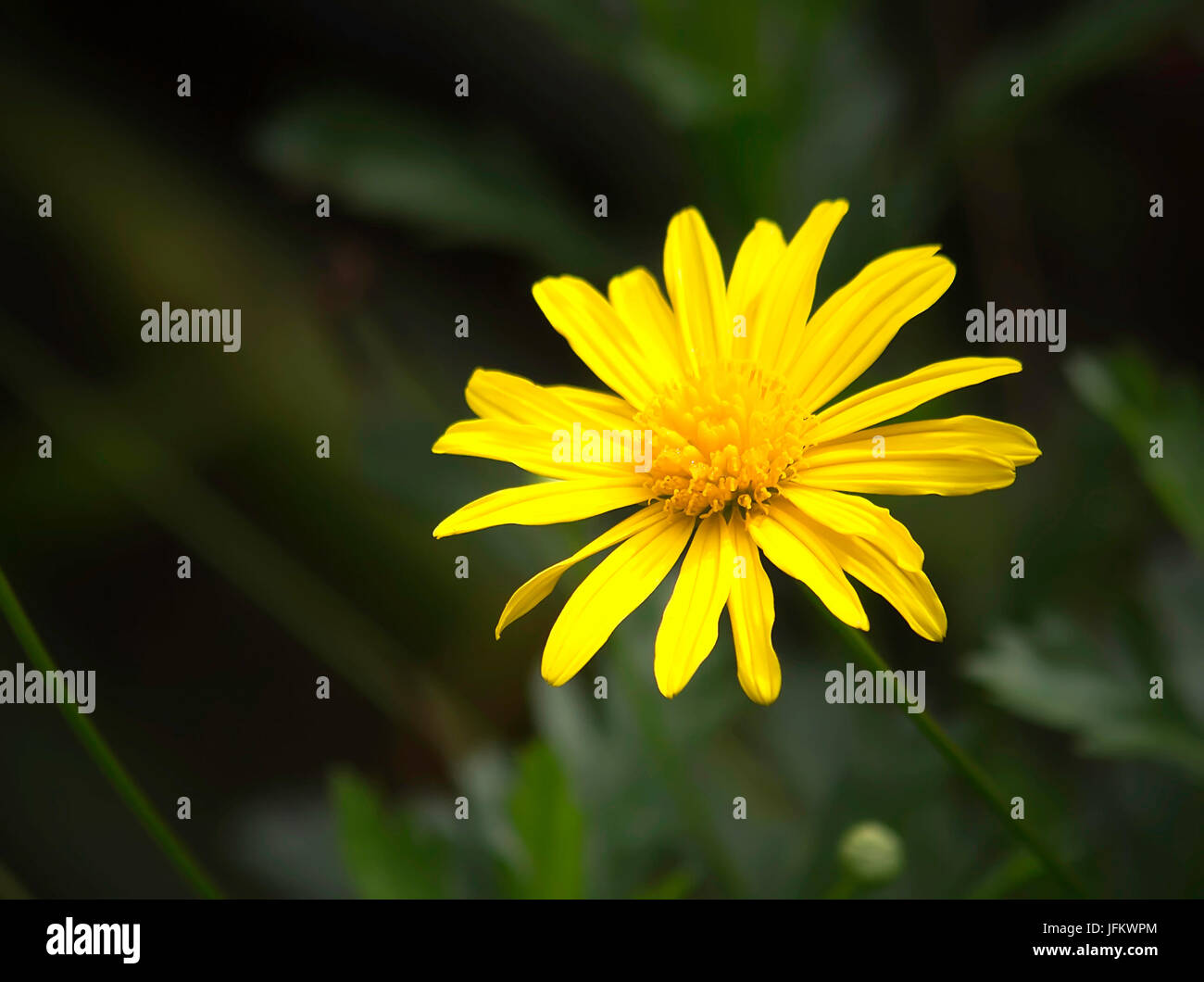 Single Yellow Daisy Flower in a Field Stock Photo