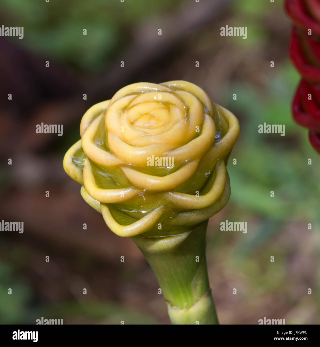 Yellow Ginger Flower closeup Stock Photo Alamy