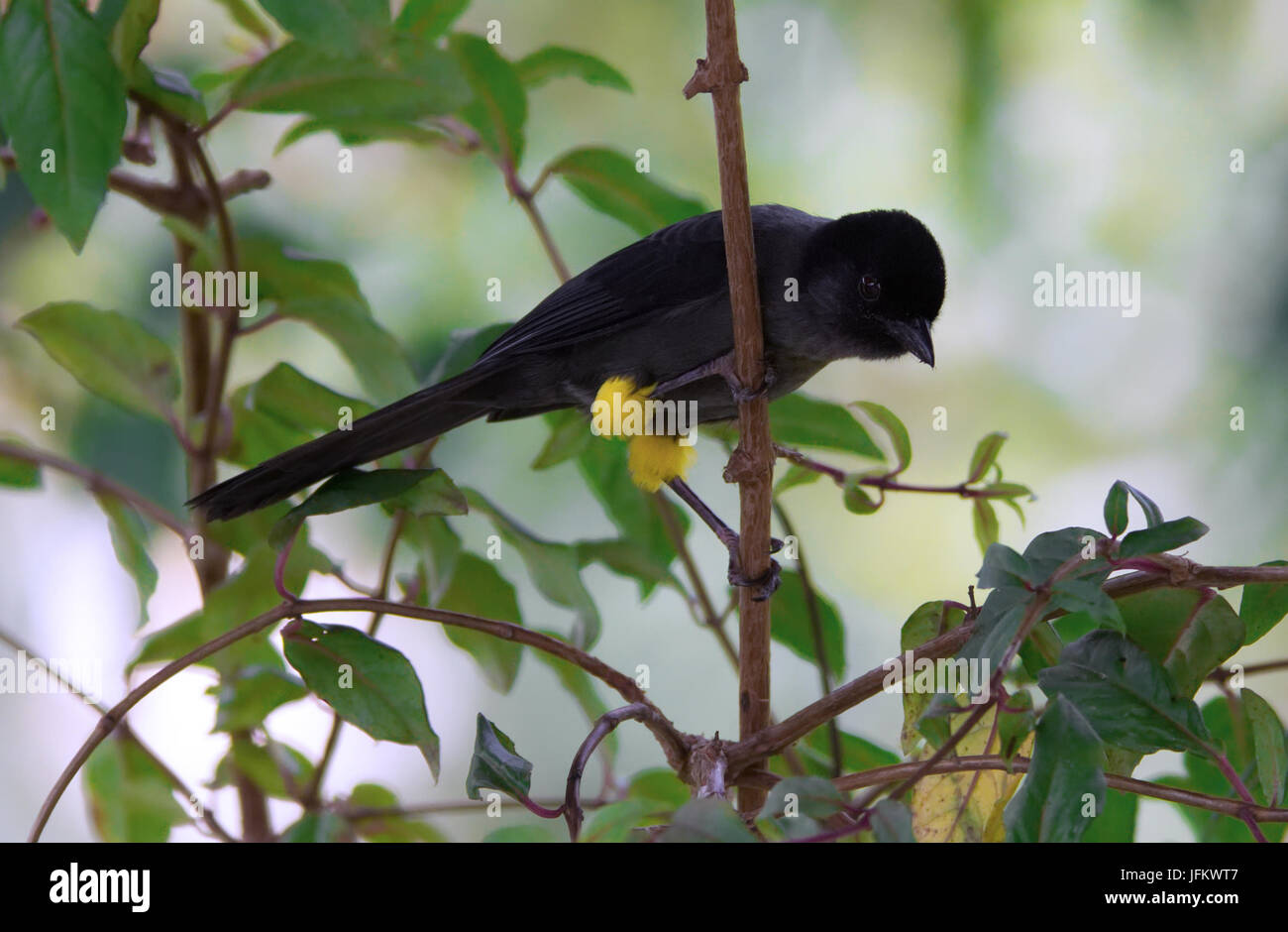 Yellow-thighed Finch perched on a branch Stock Photo