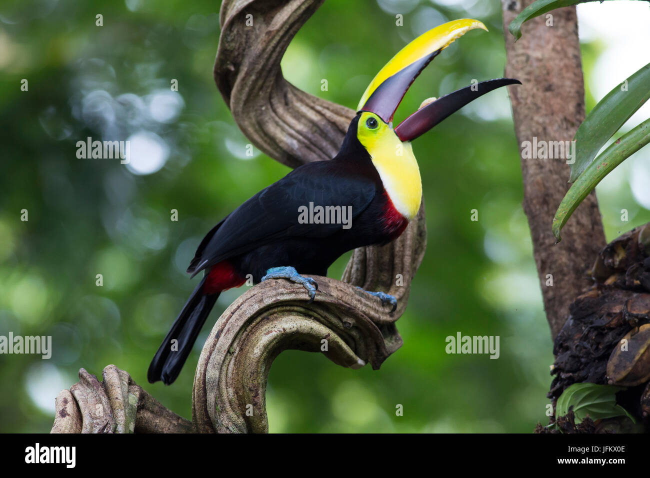 Yellow-throated Toucan with his beak wide open eating banana Stock Photo