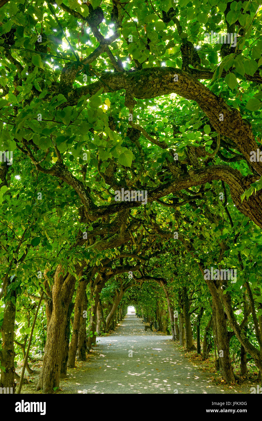 Lime tree arcade (Tilia), court garden, palace garden, Dachau Castle, Dachau, Upper Bavaria, Bavaria, Germany Stock Photo