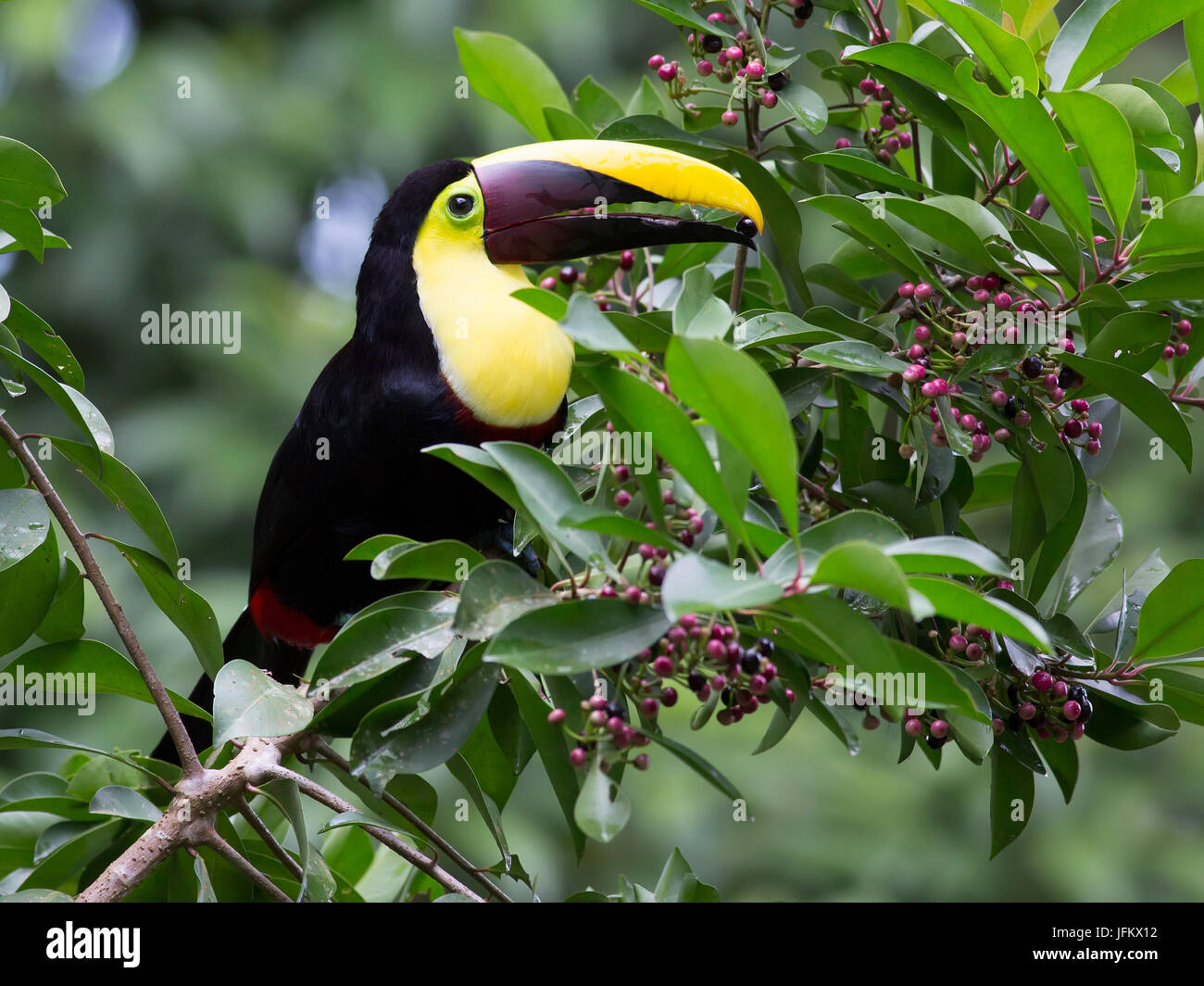 Yellow-throated Toucan with a berry in his beak Stock Photo