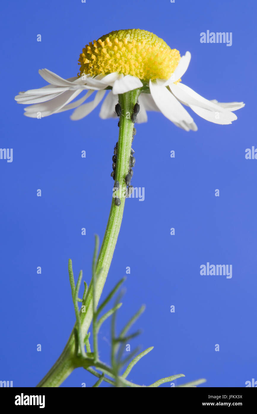 German chamomile (Matricaria chamomilla) with plant lice (Sternorrhyncha) against blue sky, Germany Stock Photo
