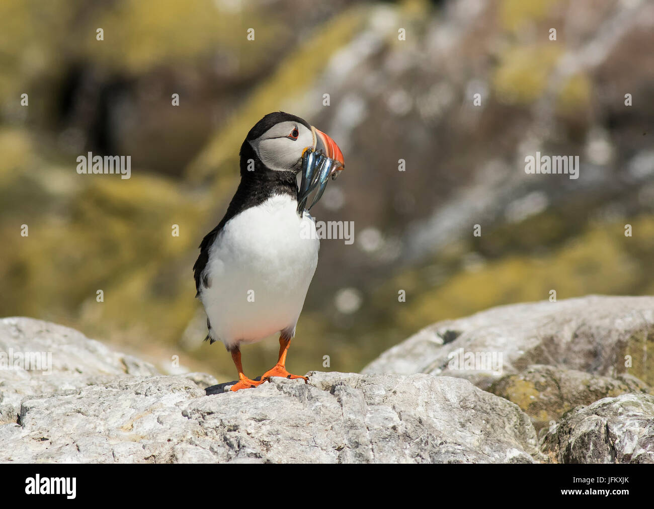 Puffin with Sand Eels Stock Photo - Alamy