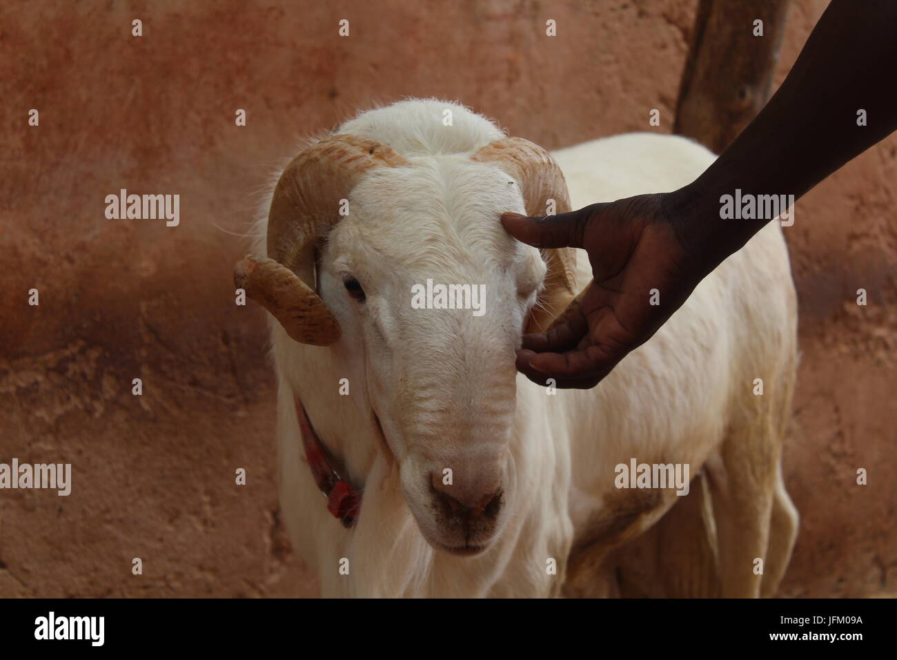 Local man and goat on Goree Island outside Dakar, Senegal Stock Photo