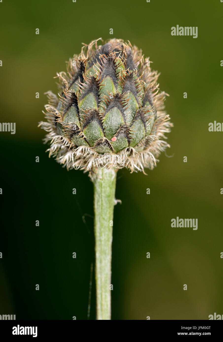 Greater Knapweed - Centaurea scabiosa Unopened Flower Bud Stock Photo