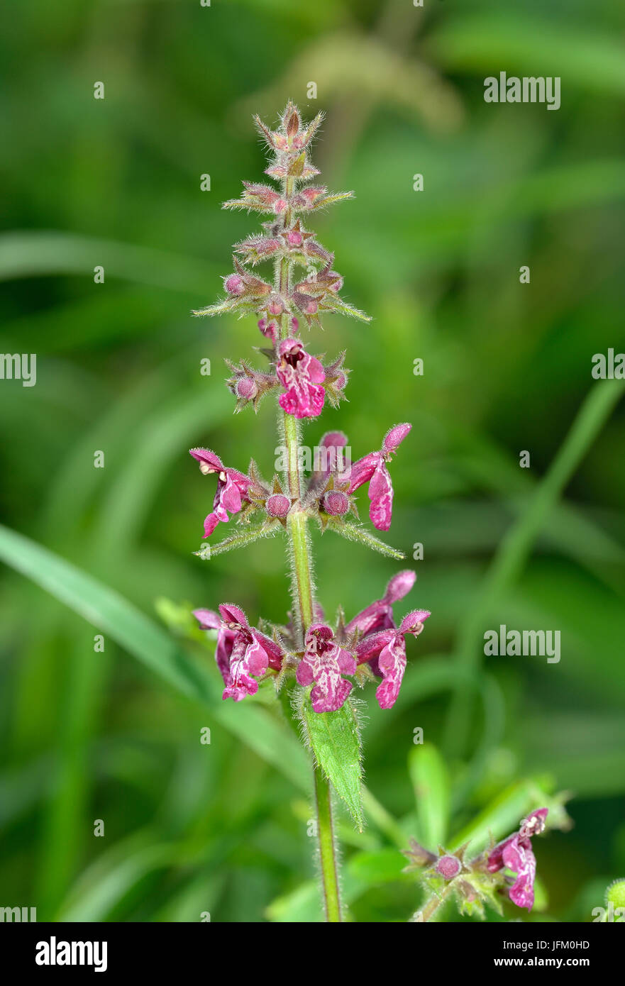 Hedge Woundwort - Stachys sylvatica Hedgerow wild flower Stock Photo