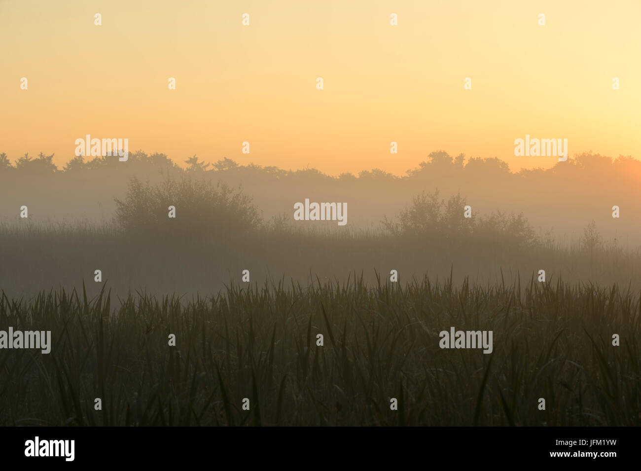 Summer sunrise with mist in a wetland area with reed beds. Klein Bylaer, Barneveld, Netherlands, Europe Stock Photo