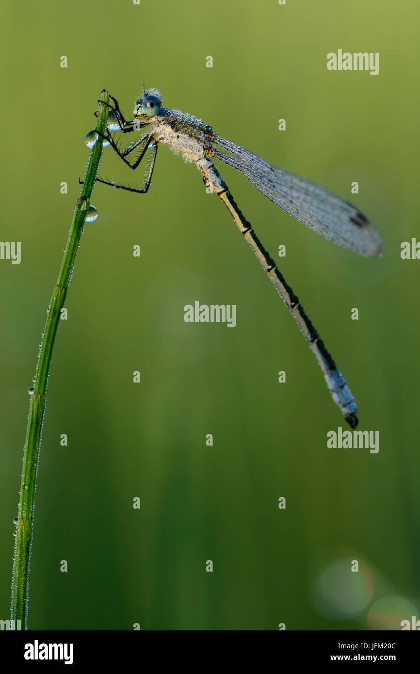 Emerald Damselfly or Common Spreadwing (Lestes sponsa) with dew on a misty summer morning. Stock Photo