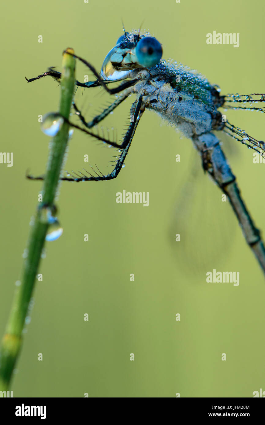 Emerald Damselfly or Common Spreadwing (Lestes sponsa) drinking from a dew drop on a misty summer morning. Stock Photo