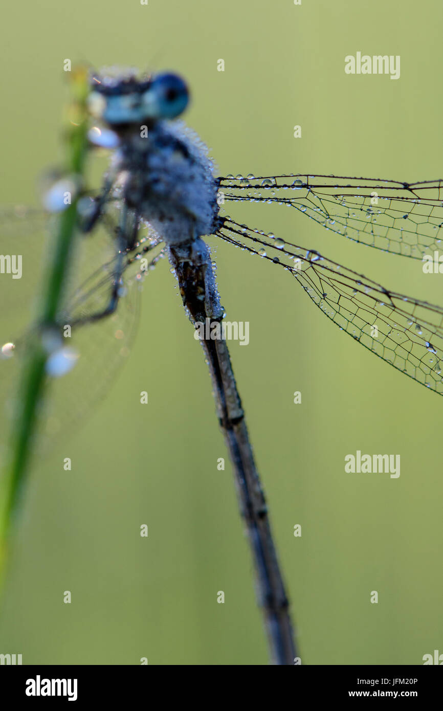 Wings of a Emerald Damselfly or Common Spreadwing (Lestes sponsa) with dew on its wings on a misty summer morning. Stock Photo