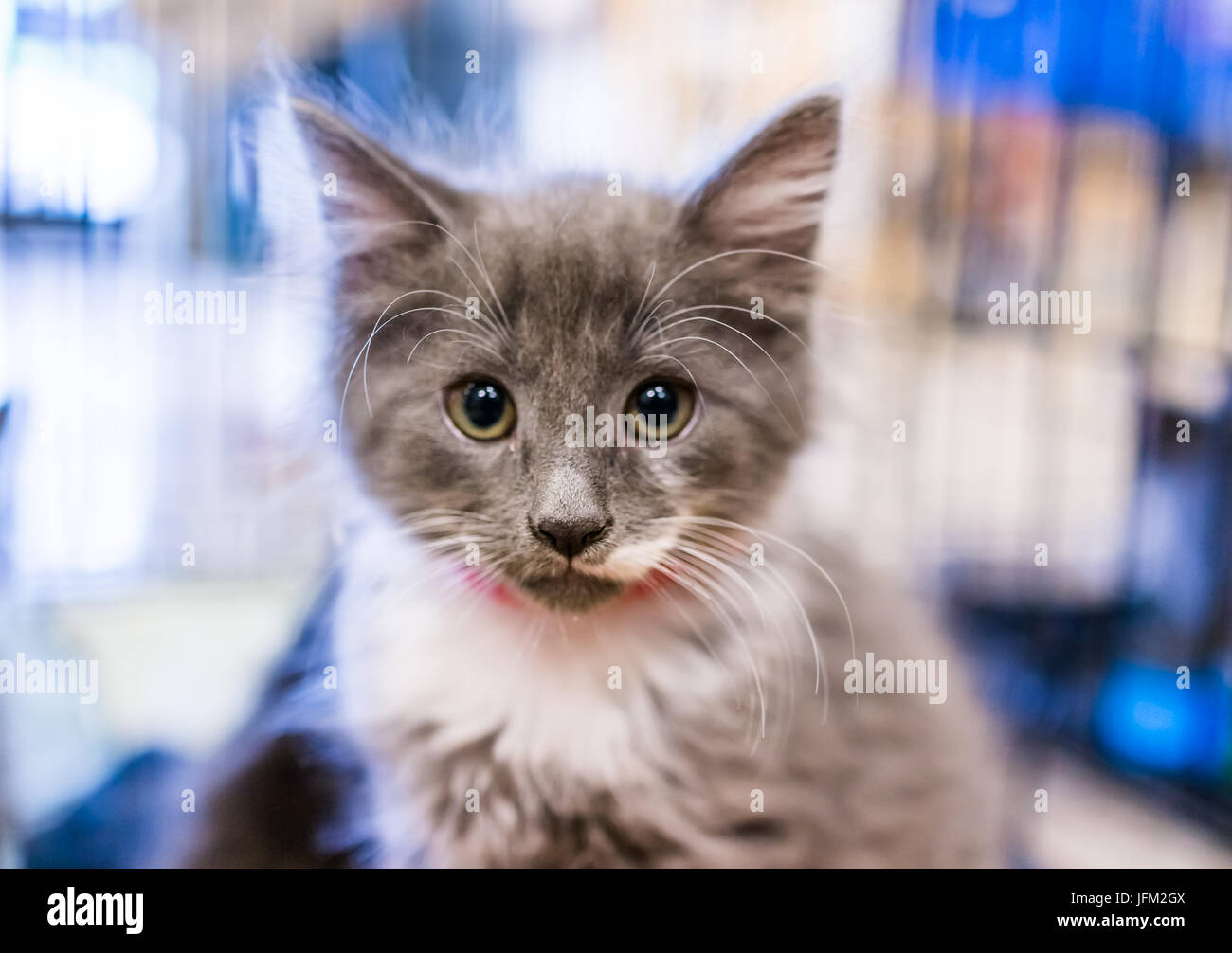 Portrait Of One Grey And White Russian Blue Tiny Kitten In Cage