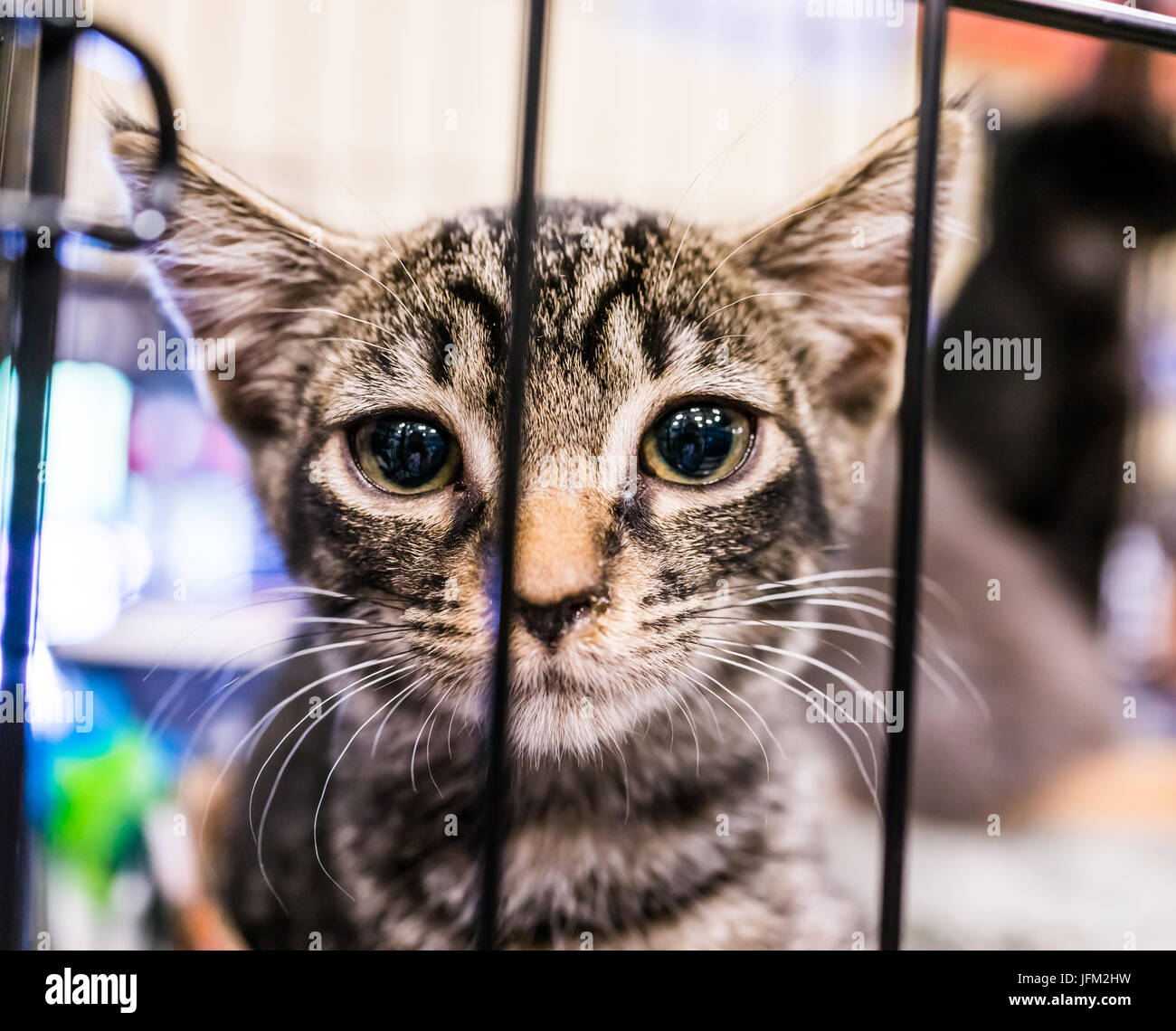 Portrait of one extremely sad tabby kitten with big glossy eyes in cage waiting for adoption Stock Photo