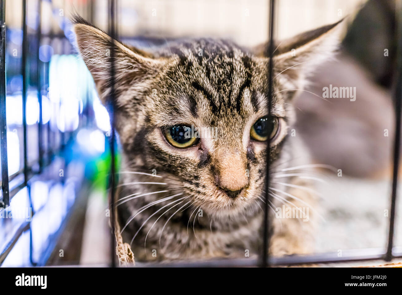Portrait of one extremely sad tabby kitten with big glossy eyes in cage waiting for adoption Stock Photo