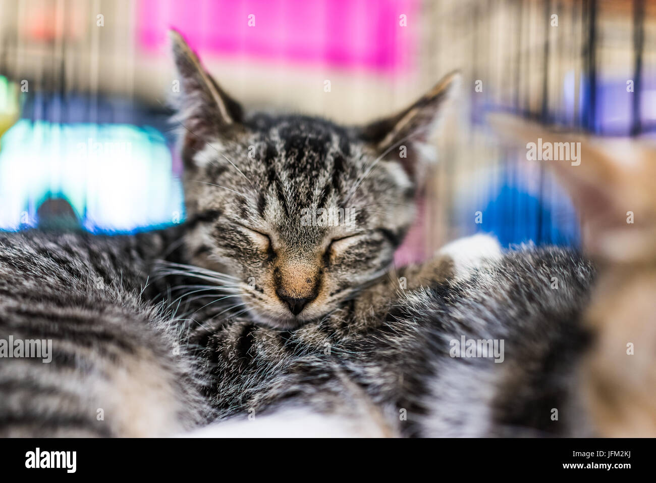Portrait of one tabby kitten in cage sleeping cuddling siblings waiting