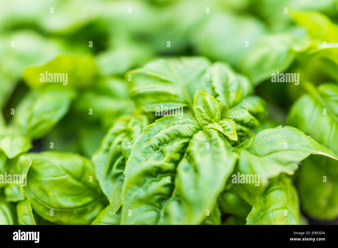 Macro closeup of green basil plant showing detail and texture Stock ...