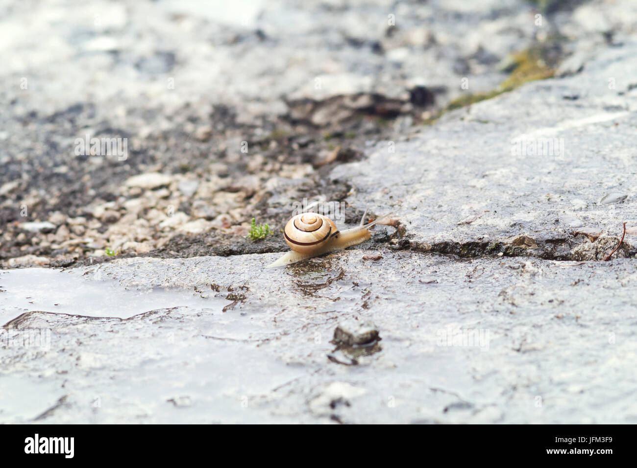 Snail crawling on the rough and wet concrete yard Stock Photo Alamy