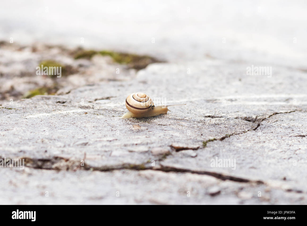 Snail crawling on the rough and wet concrete yard macro photography Stock Photo