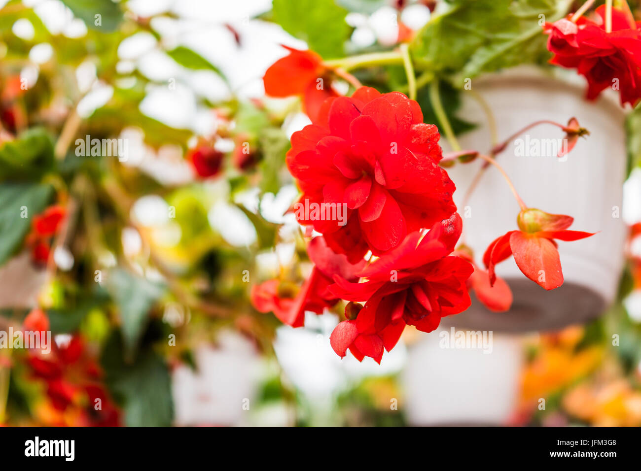 Macro closeup of bright red begonia flowers in flower pot hanging Stock Photo