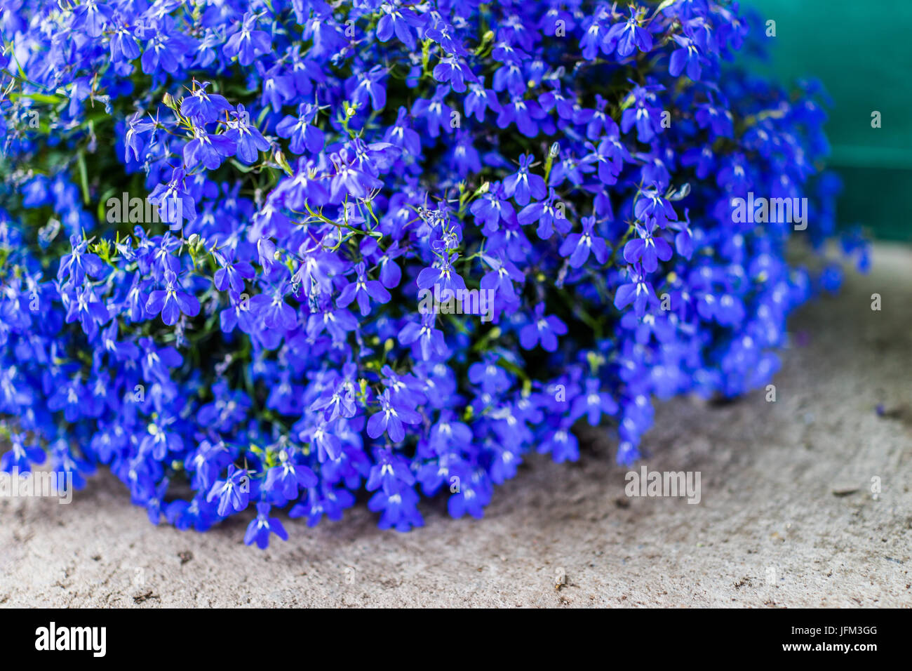 Macro closeup of many blue lobelia flowers in flower pot Stock Photo