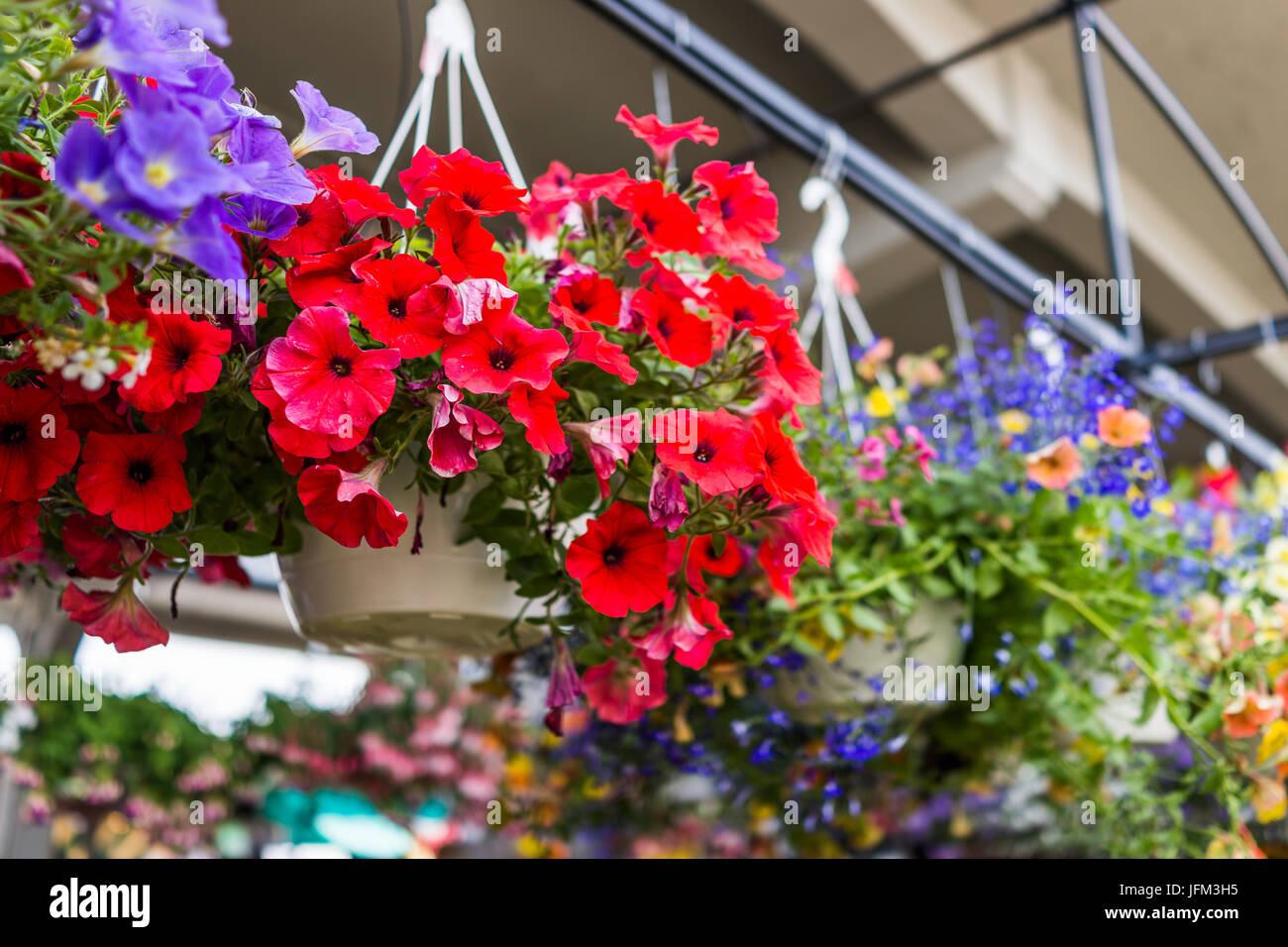 Hanging flower pots hi-res stock photography and images - Alamy