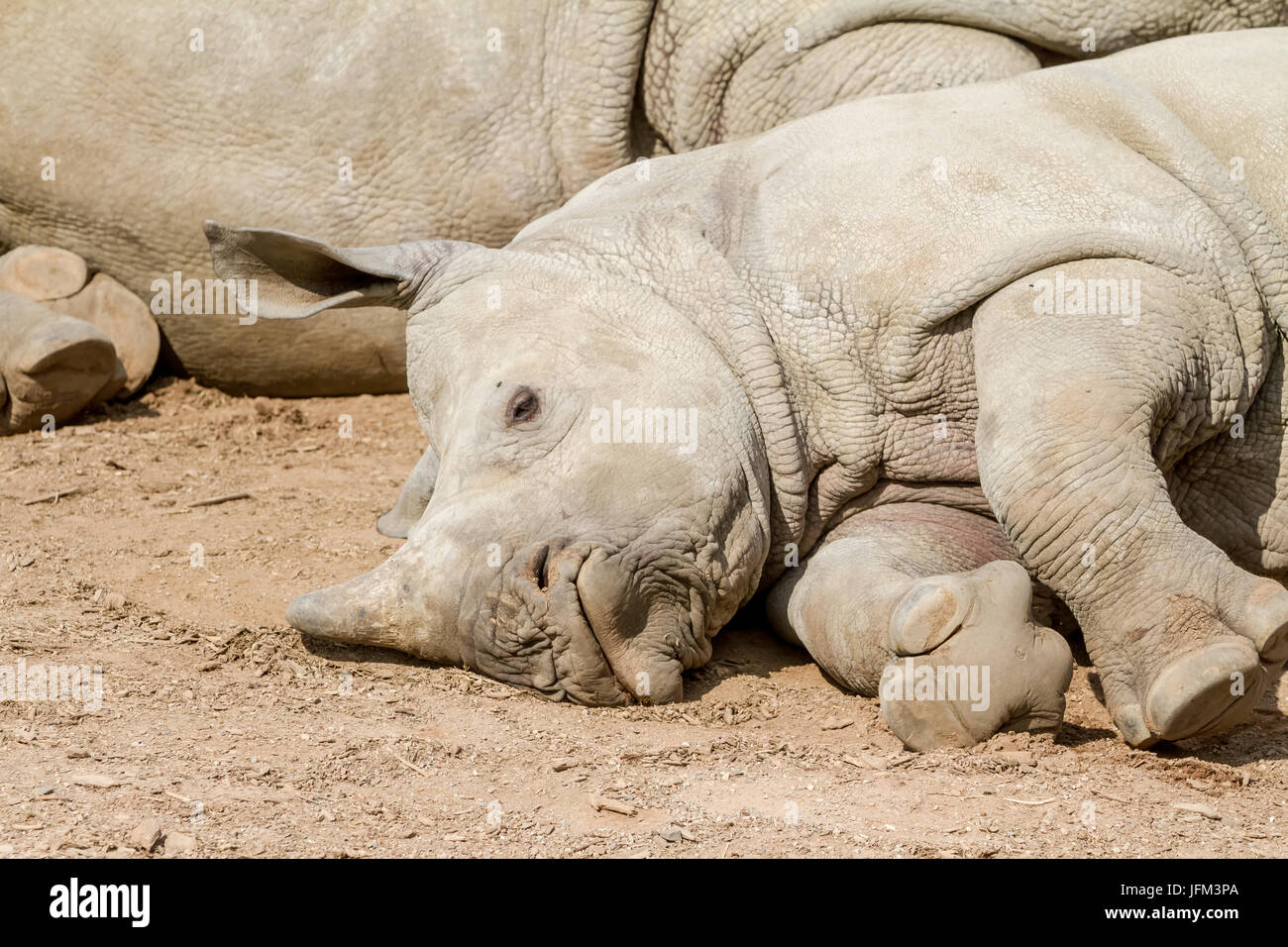An young rhinoceros lies at his mother's rhinoceros Stock Photo