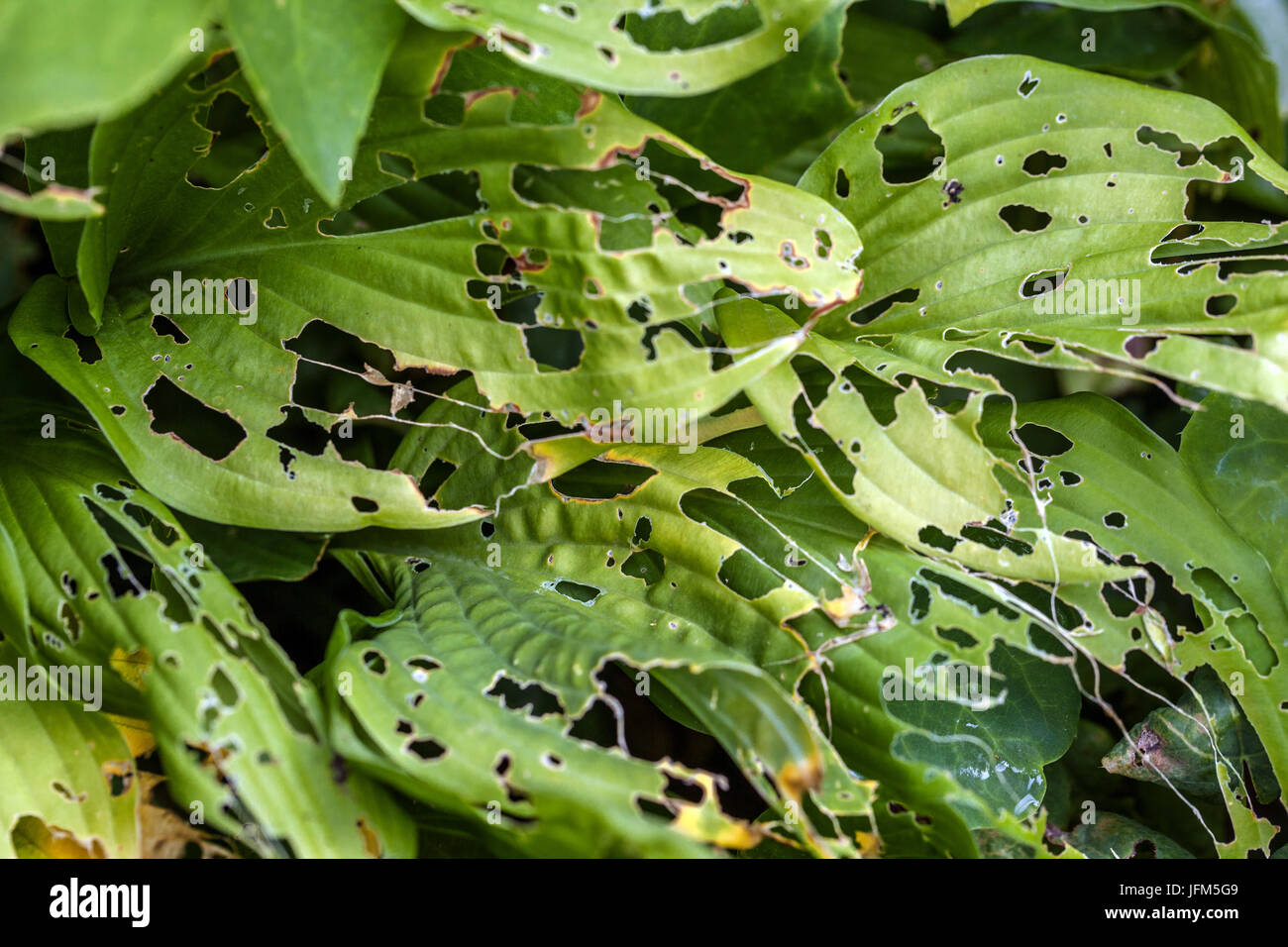 Hosta leaves damaged by snails or slugs, garden pests Stock Photo
