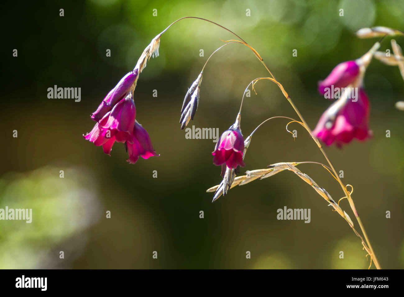 Dierama Merlin - Angels Fishing Rods in flower - aka Wandflower Stock Photo