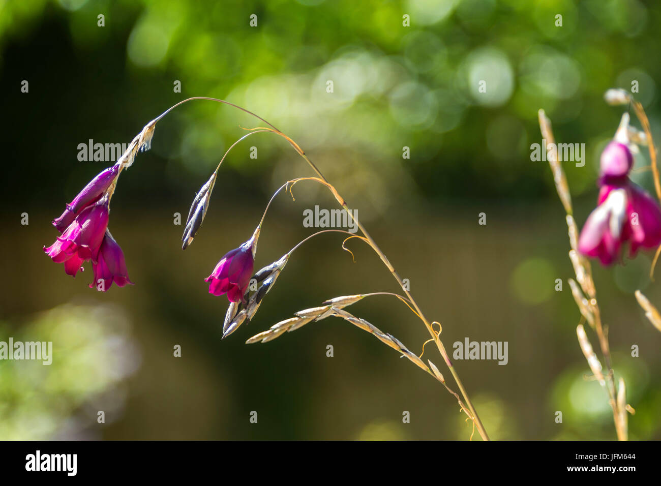 Dierama Merlin - Angels Fishing Rods in flower - aka Wandflower Stock Photo
