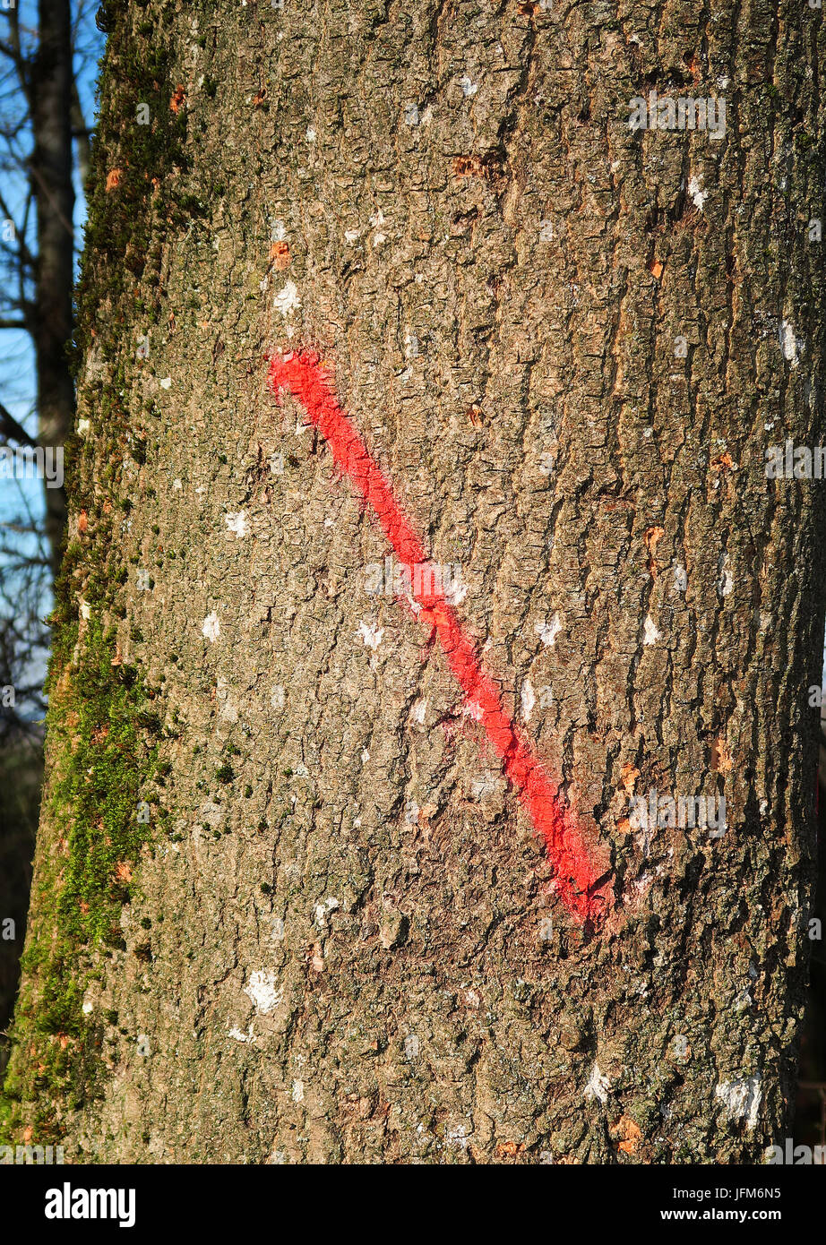 tree; tree marking Stock Photo Alamy