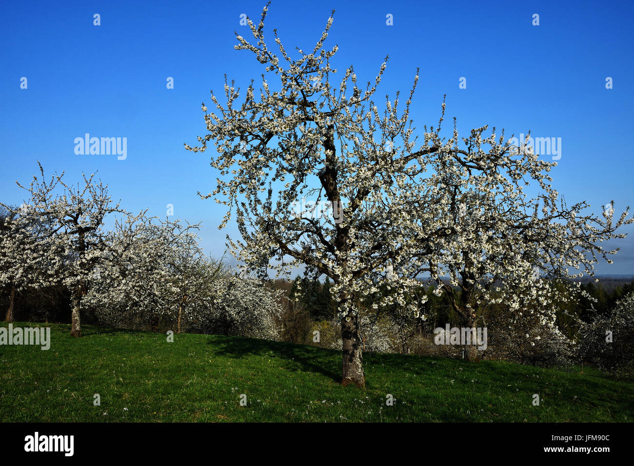 meadow orchard; spring; Stock Photo