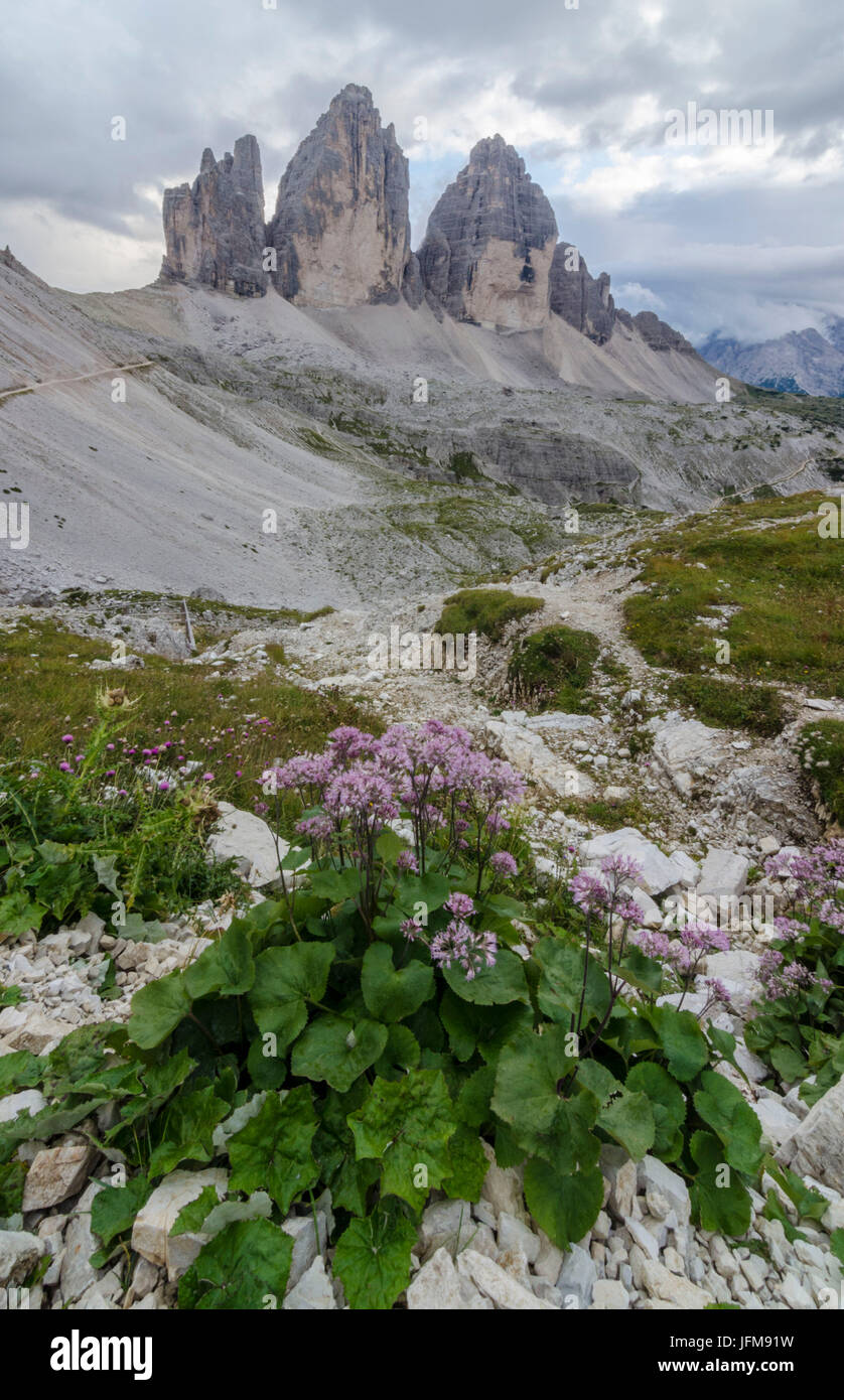 Tre Cime di Lavaredo, Three peaks of lavaredo, Drei Zinnen, Dolomites, South Tyrol, Veneto, Italy, Tre Cime di Lavaredo and violet flowers Stock Photo