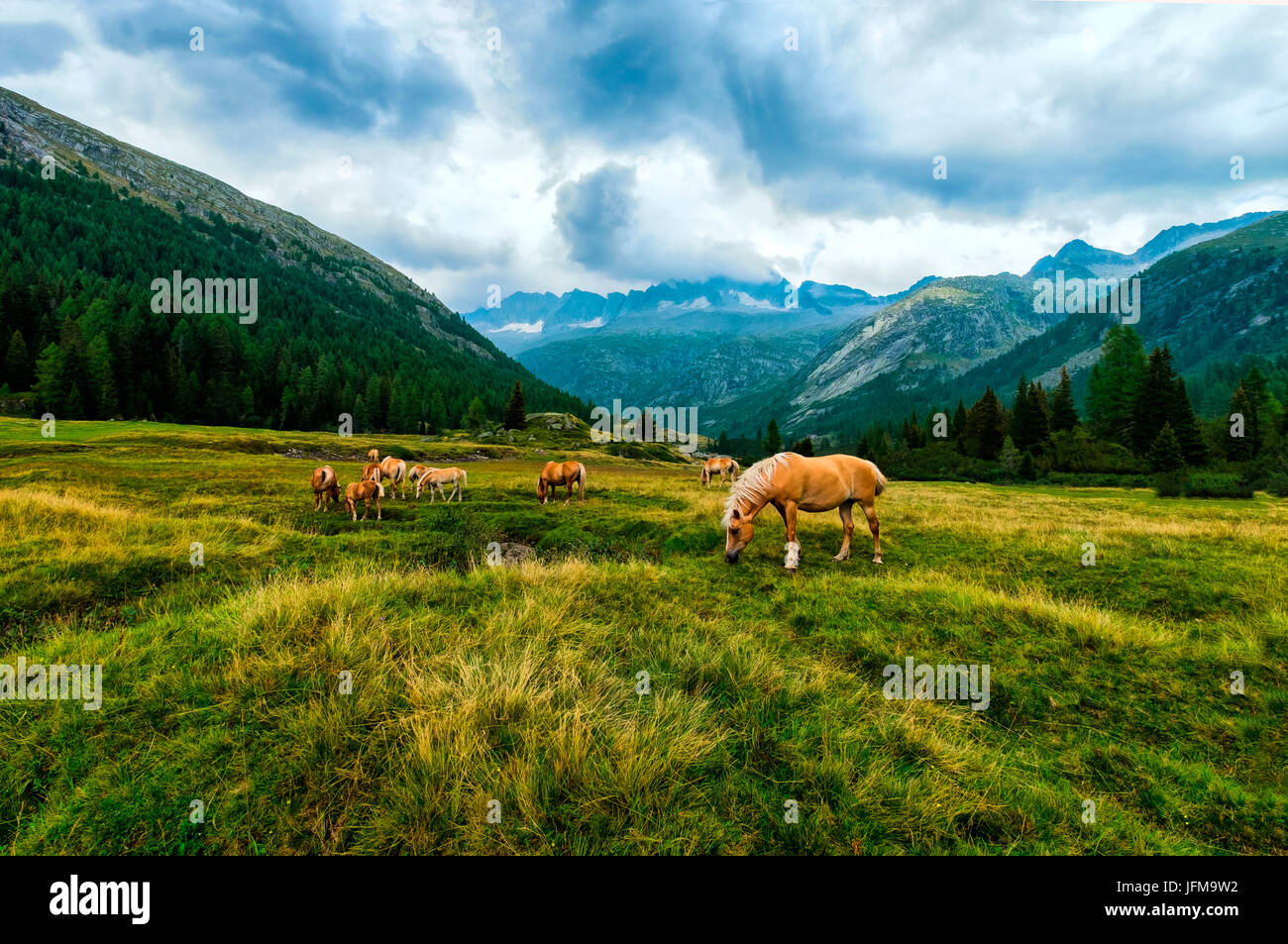 Val Di Fumo, Daone, Trento, Adamello park Stock Photo