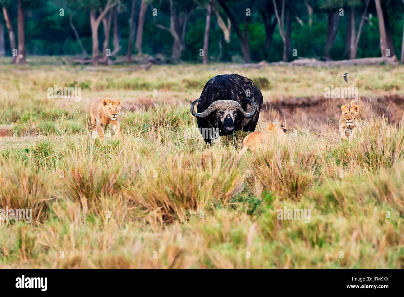 Masai Mara Park, Kenya, Africa Three young male lion taken during a hunt buffalo Stock Photo