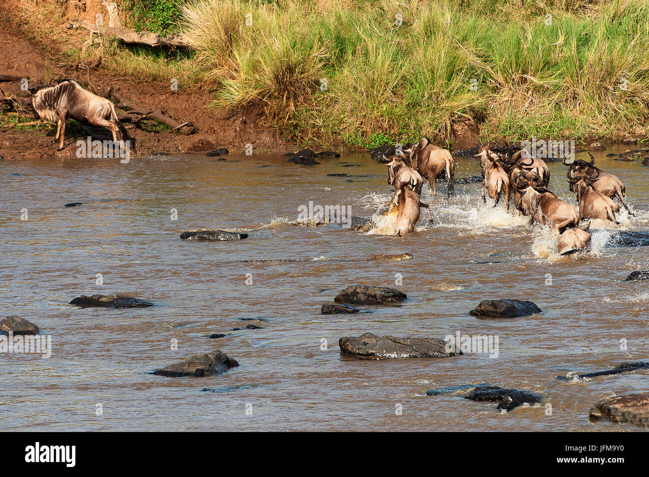 Masai Mara Park, Kenya, Africa A crocodile attacks a wildebeest while crossing a river in the Masai Mara Stock Photo
