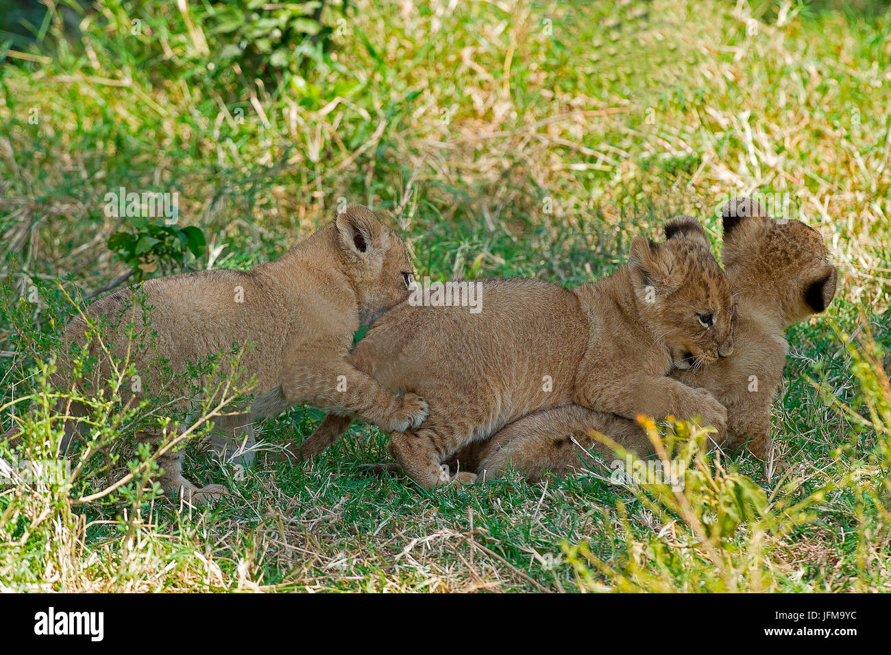 Masai Mara Park, Kenya, Africa Three lion cubs photographed while playing in the grass Stock Photo