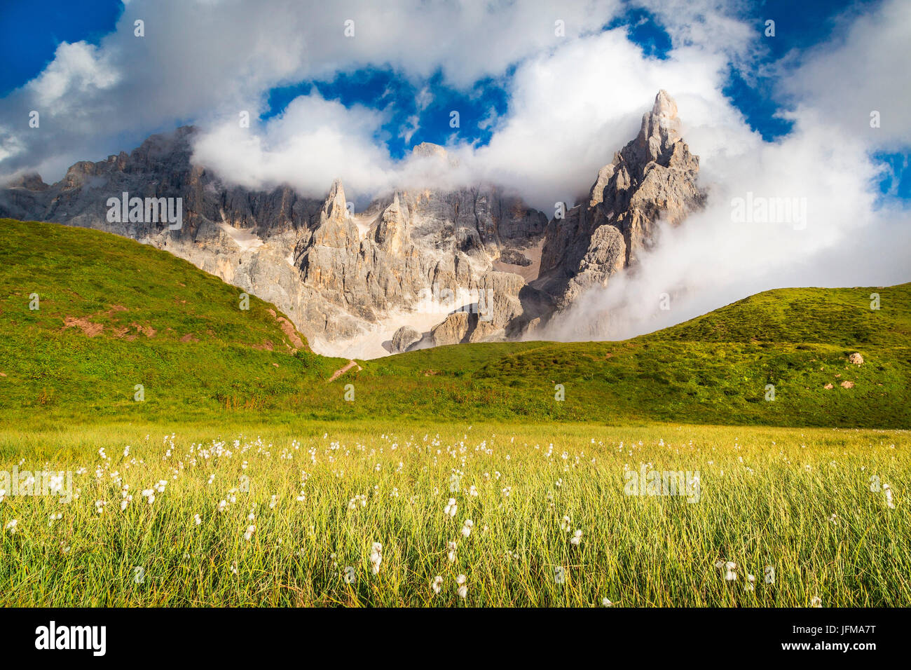 Pale di San Martino, Trentino Alto Adige, Italy, A wide view with floswers on the foreground and the trees on the background, Stock Photo