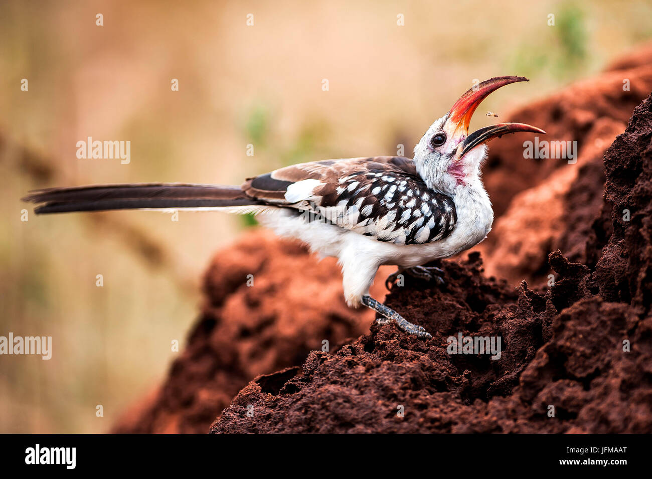 Tarangire National Park, Tanzania, Africa, Red-billed Hornbill (Tockus erythrorhynchus) eating termites, Stock Photo