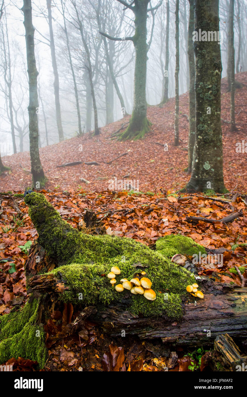 Sassofratino Reserve, Foreste Casentinesi National Park, Badia Prataglia, Tuscany, Italy, Europe, Mushrooms on fallen trunk covered with moss Stock Photo