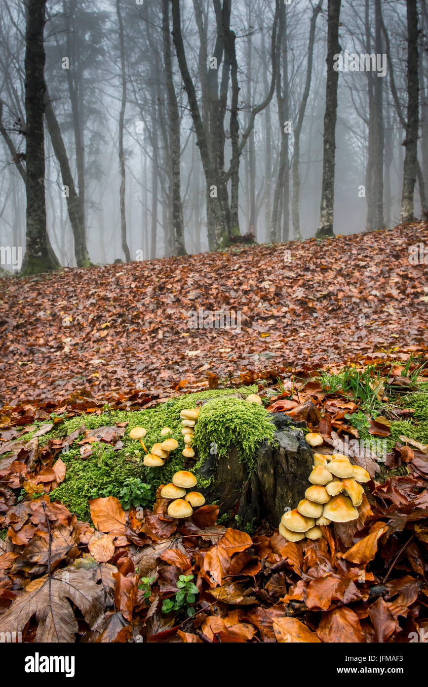 Sassofratino Reserve, Foreste Casentinesi National Park, Badia Prataglia, Tuscany, Italy, Europe, Mushrooms on trunk covered with moss, Stock Photo